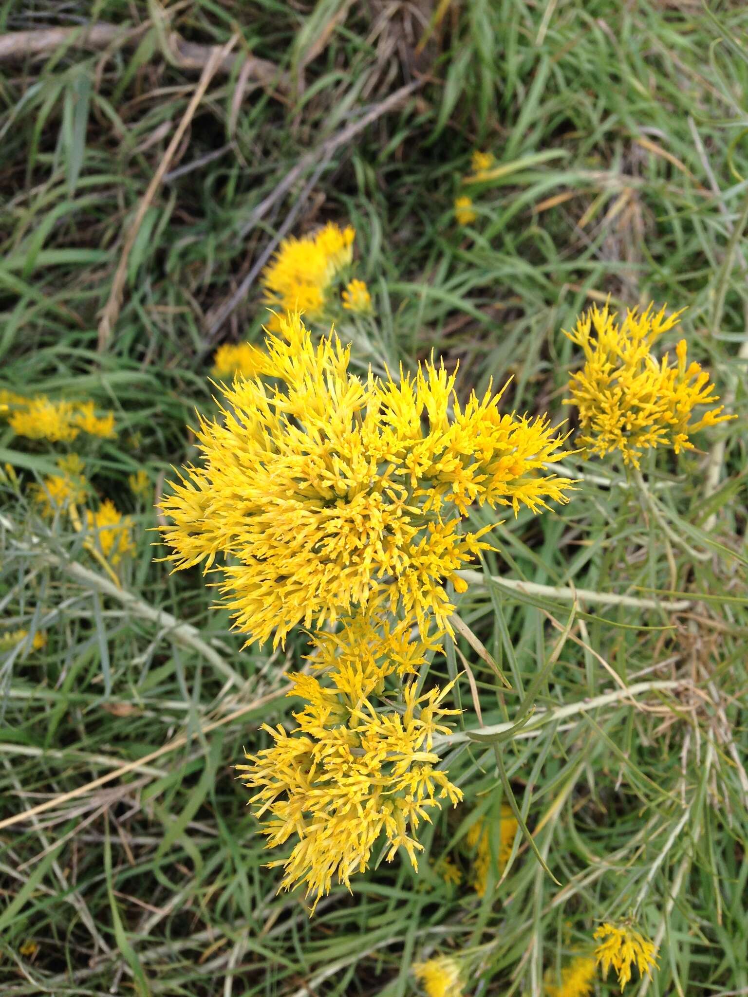 Image of Ericameria nauseosa var. graveolens (Nutt.) Reveal & Schuyler