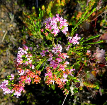 Plancia ëd Erica steinbergiana var. steinbergiana