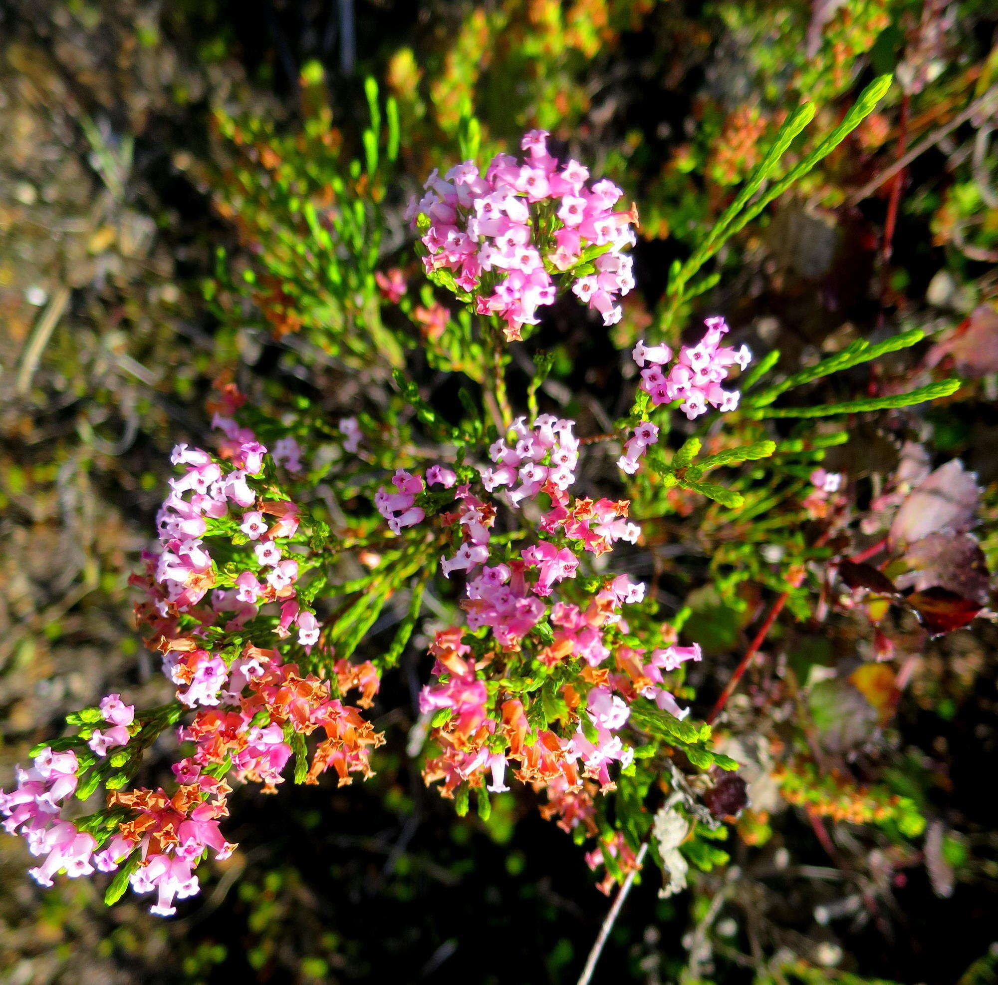 صورة Erica steinbergiana var. steinbergiana