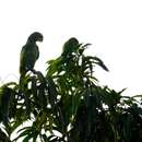 Image of Orange-winged Amazon