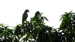 Image of Orange-winged Amazon