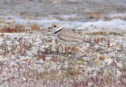 Image of Piping Plover