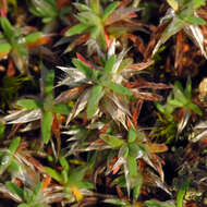 Image of silvery nailwort