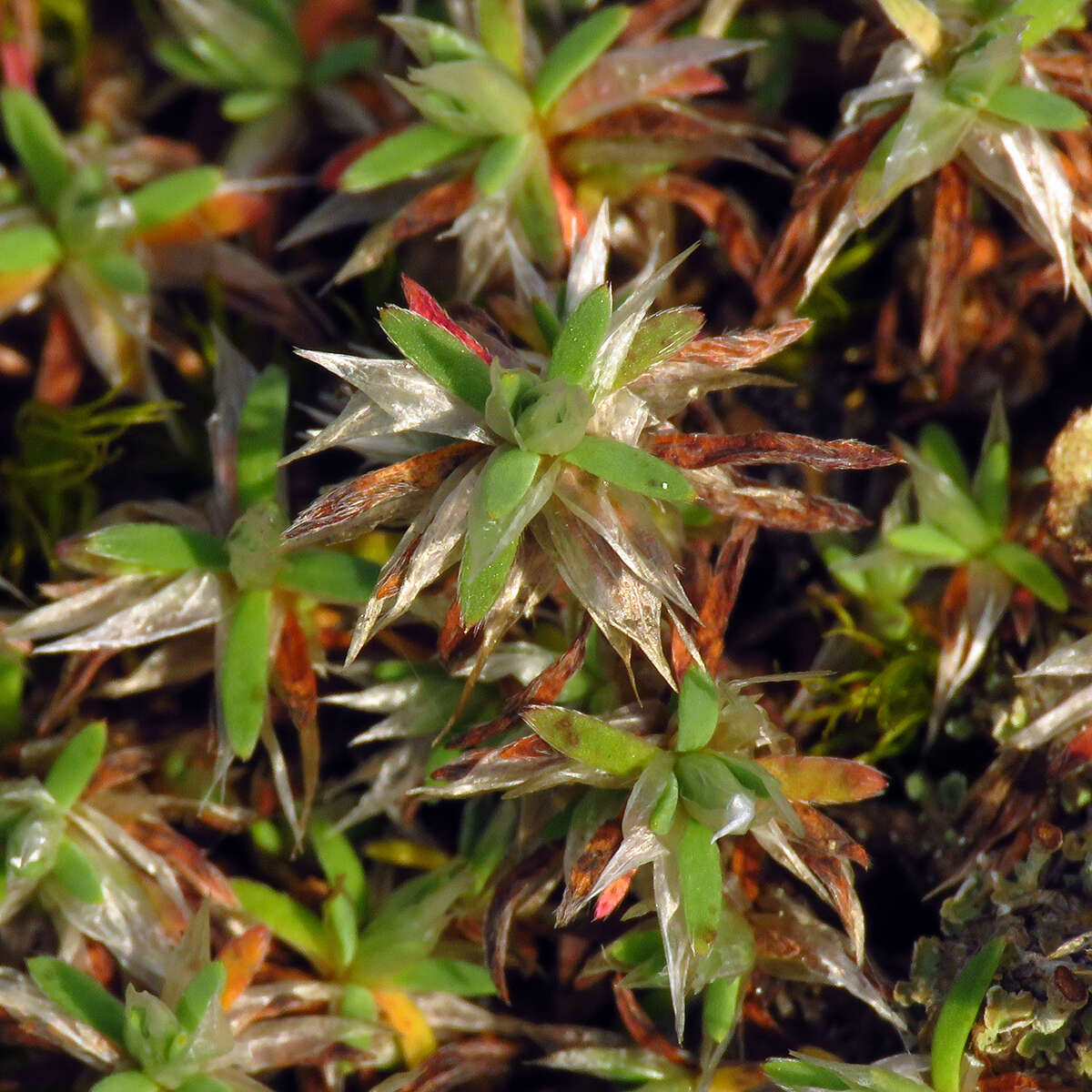 Image of silvery nailwort