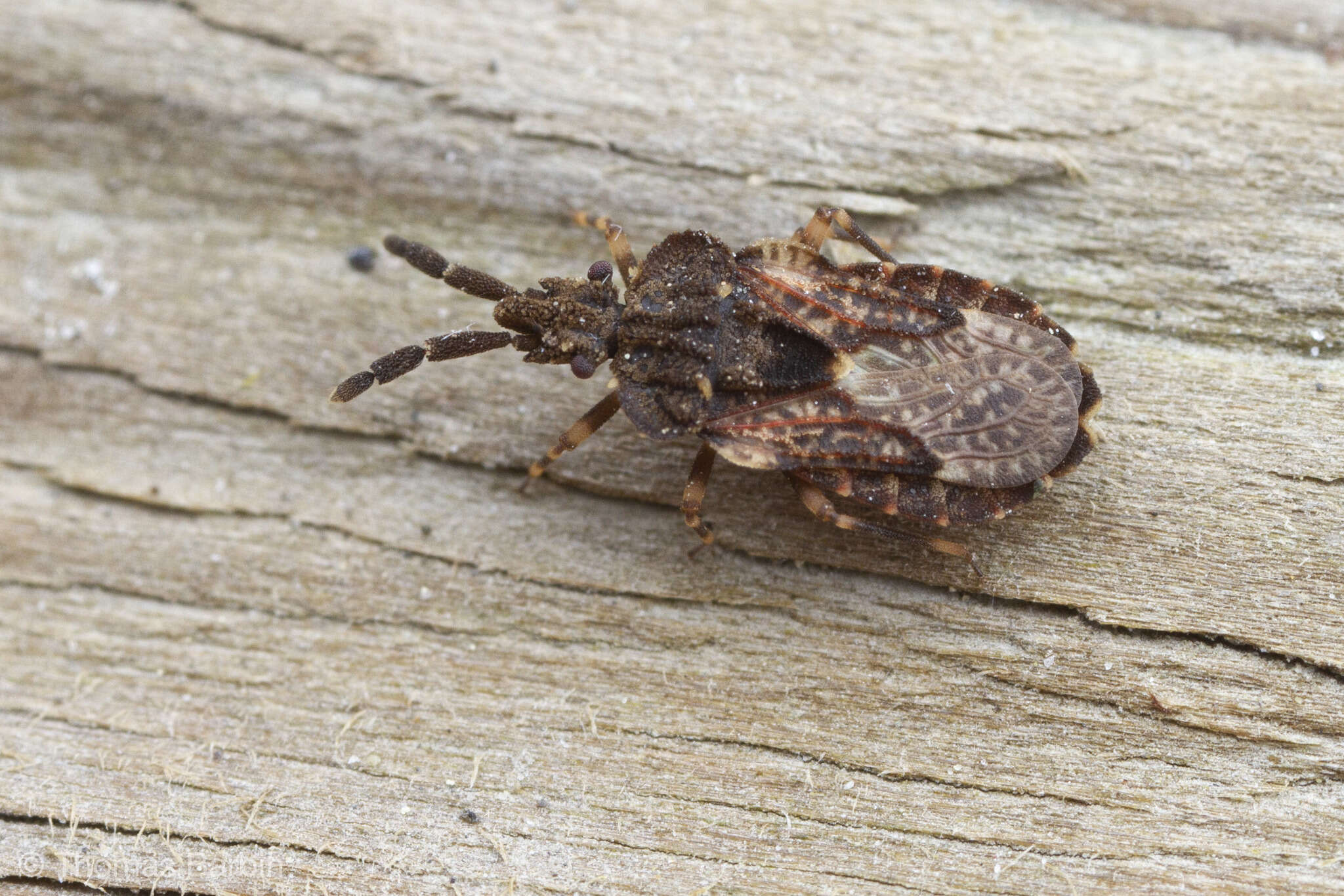 Image of Aradus (Aradus) fuscomaculatus Stål 1859