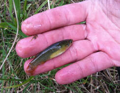 Image of Plains Topminnow