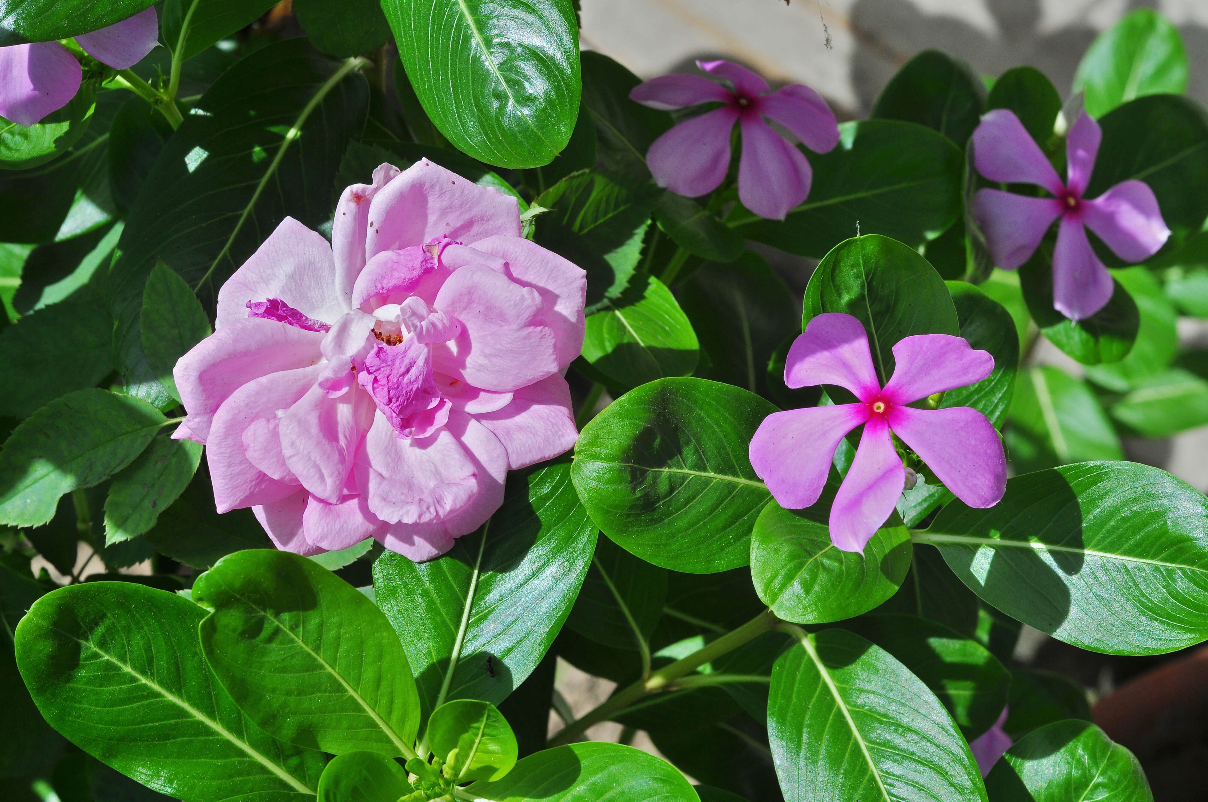 Image of Madagascar periwinkle