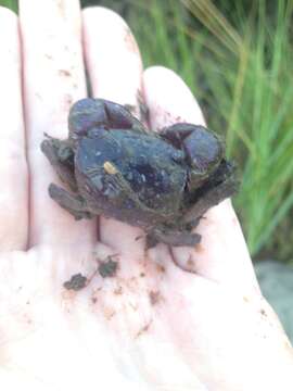 Image of heavy marsh crab