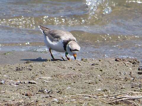 Image of Piping Plover