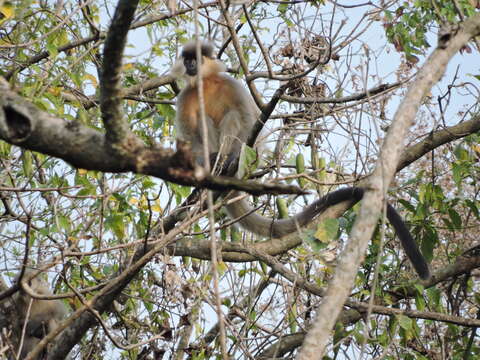 Trachypithecus pileatus (Blyth 1843) resmi