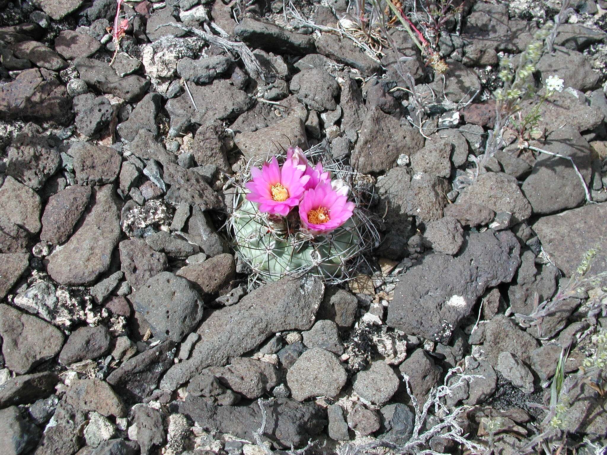 Image of Colorado hookless cactus