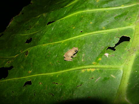 Pristimantis luteolateralis (Lynch 1976)的圖片