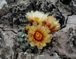 صورة Pediocactus winkleri K. D. Heil