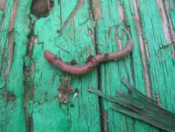 Image of Pasture Worm