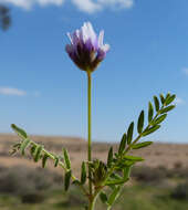 Image of Astragalus hispidulus DC.