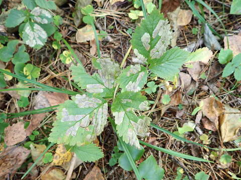 Image of dewberry pigmy