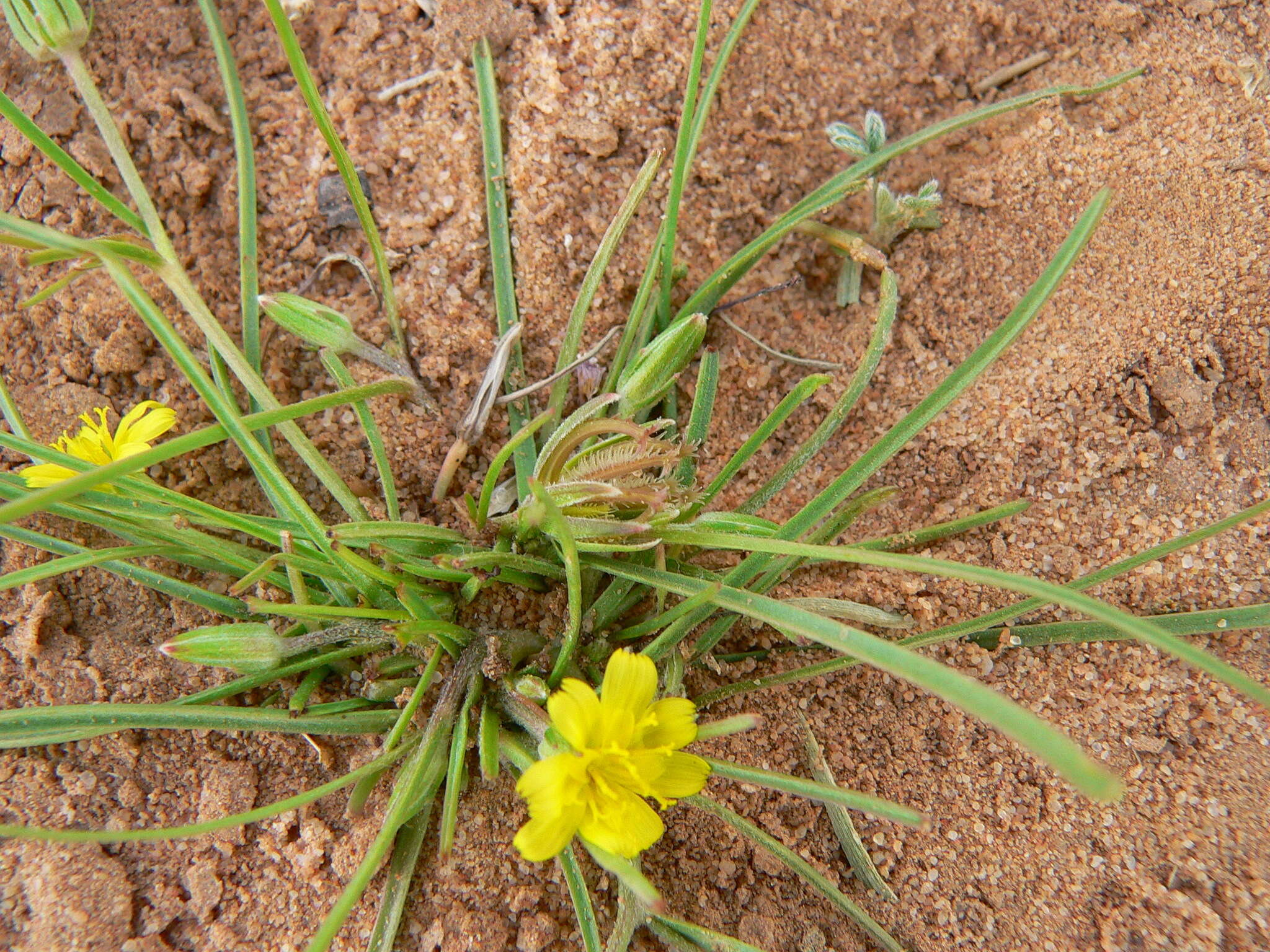 Koelpinia linearis Pall. resmi