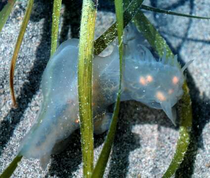 Tethydidae Rafinesque 1815 resmi