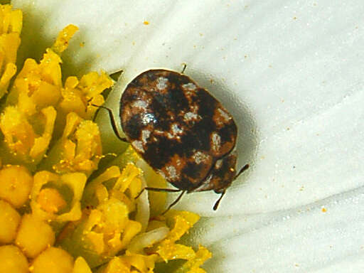 Image of Sacramento Anthicid Beetle