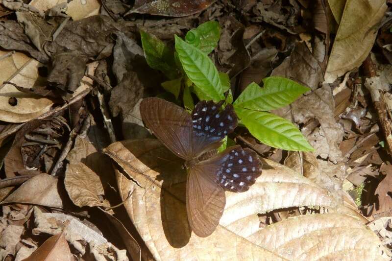 Image of Pierella lena Linnaeus 1767