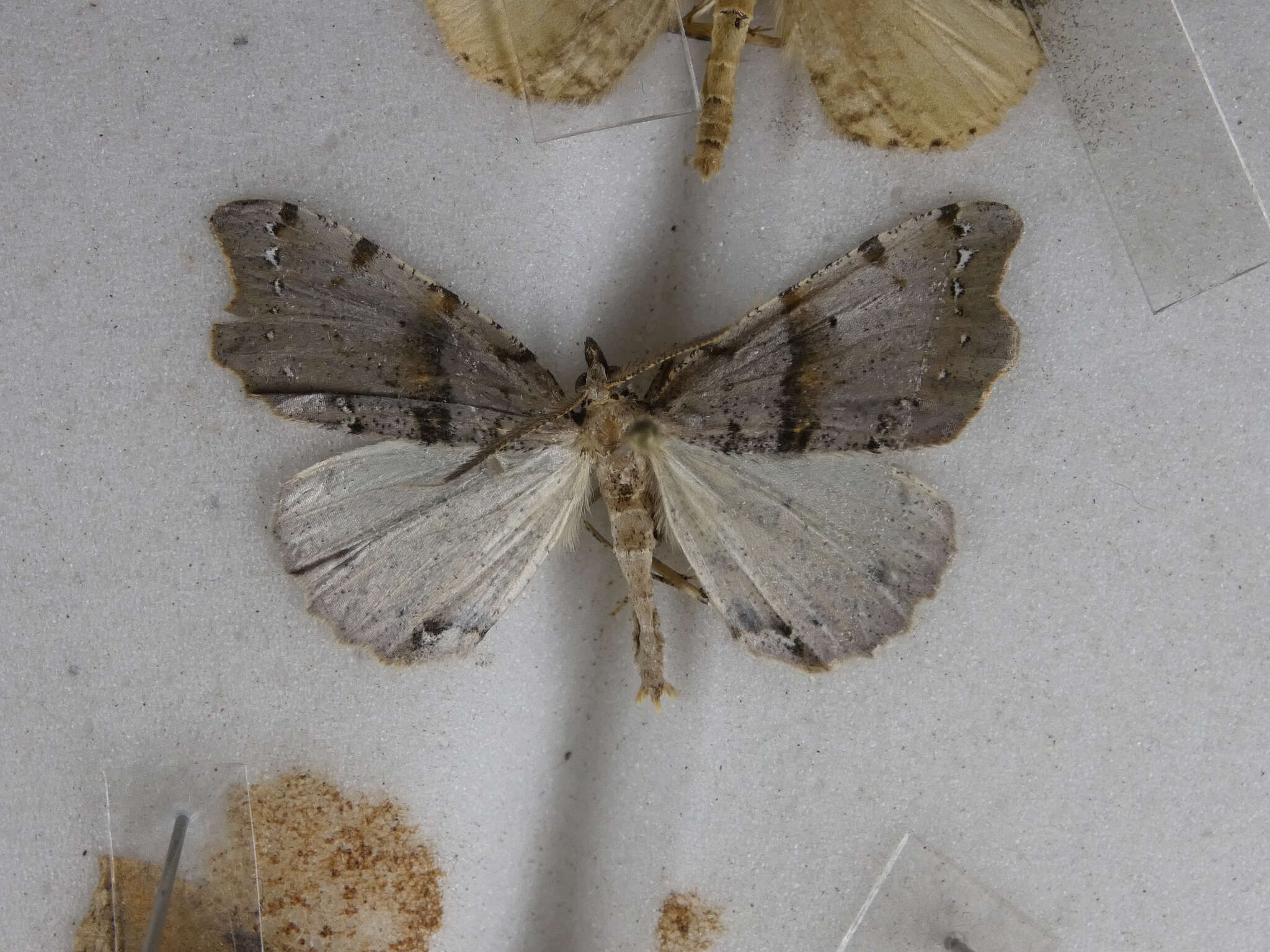 Image of brown fern moth