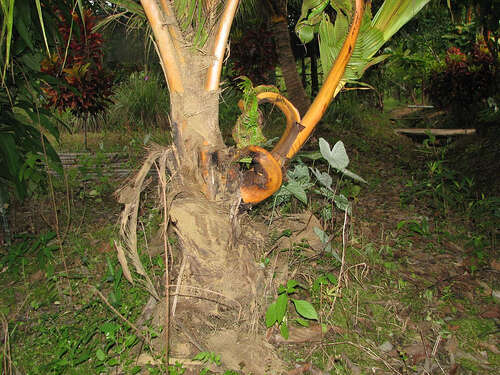 Image of coconut palm