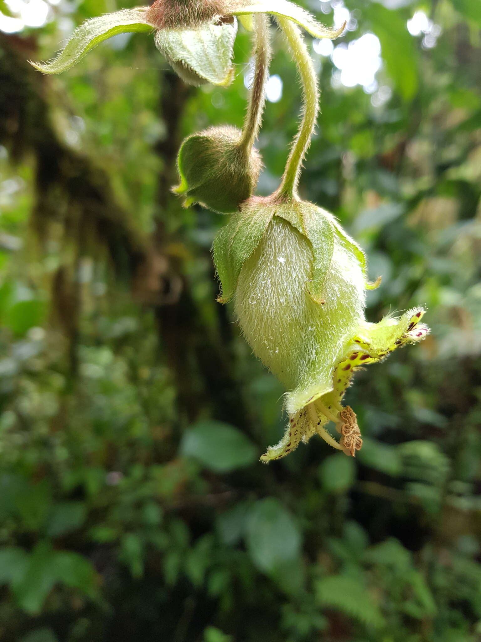 Sivun Kohleria tigridia (Ohlend.) Roalson & Boggan kuva