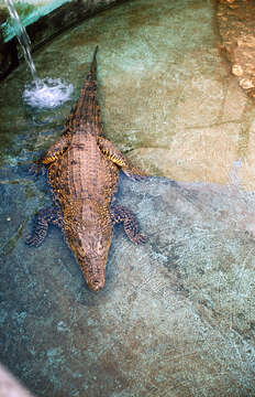 Image of Cuban Crocodile