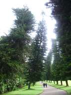 Image of New Caledonia pine