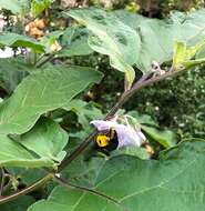 Image of Xylocopa minor Maidl 1912