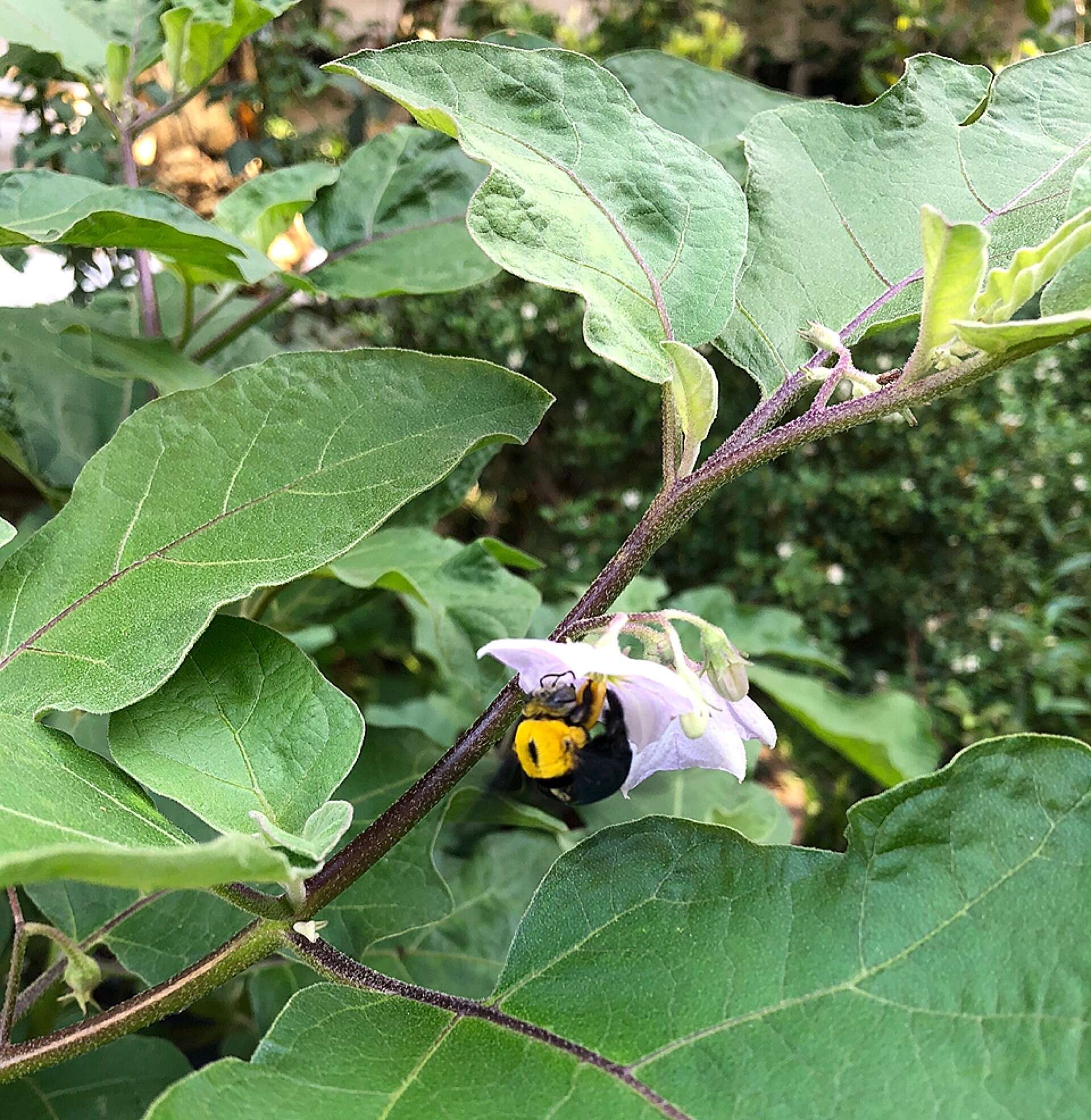 Plancia ëd Xylocopa minor Maidl 1912