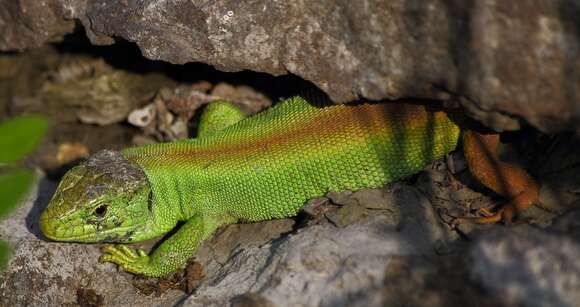 Image of Sand Lizard