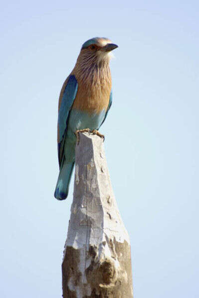 Image of Indian Roller