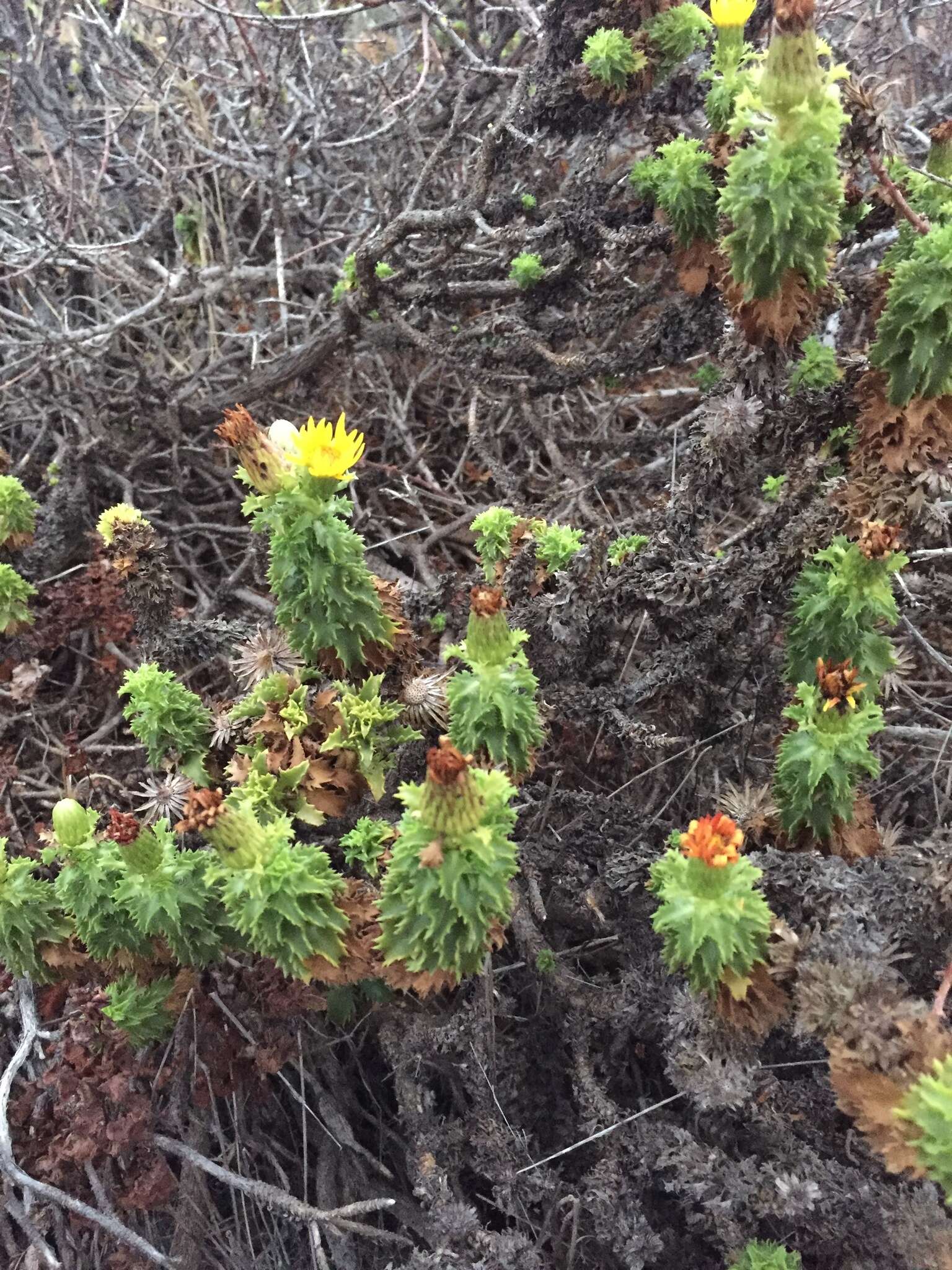 Plancia ëd Haplopappus foliosus DC.