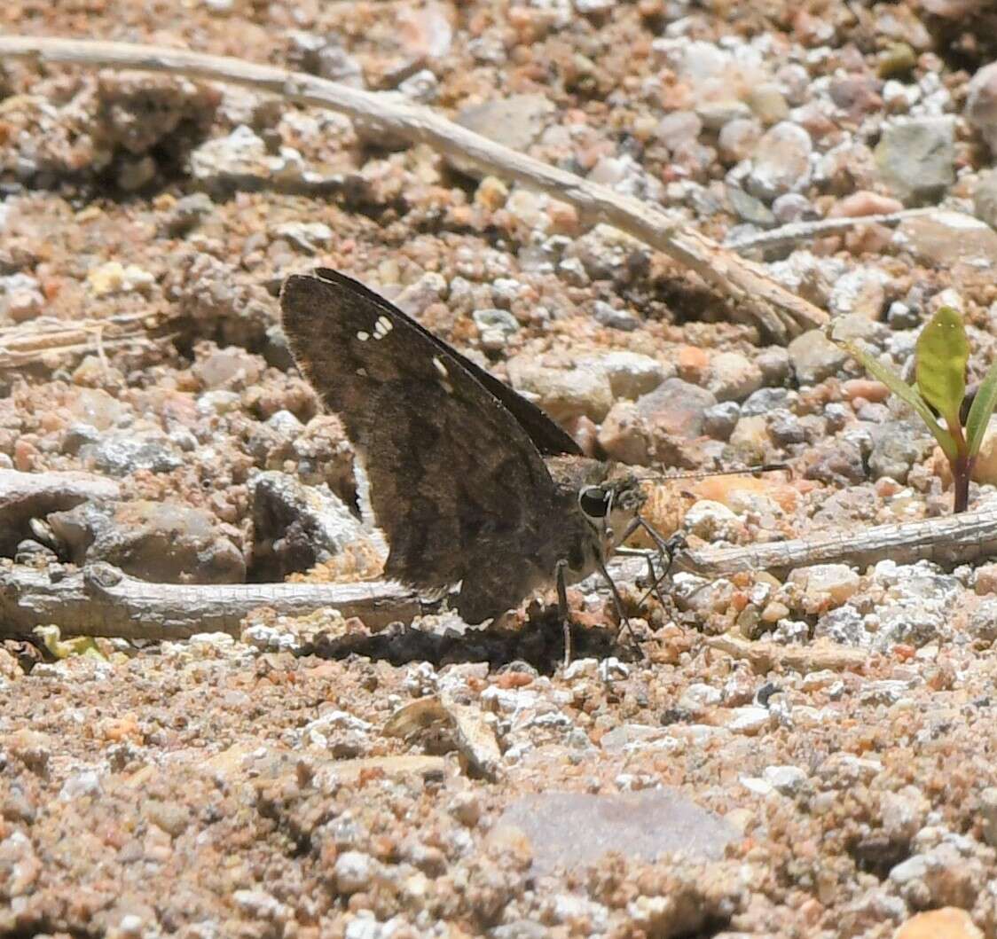 Image of Acacia Skipper