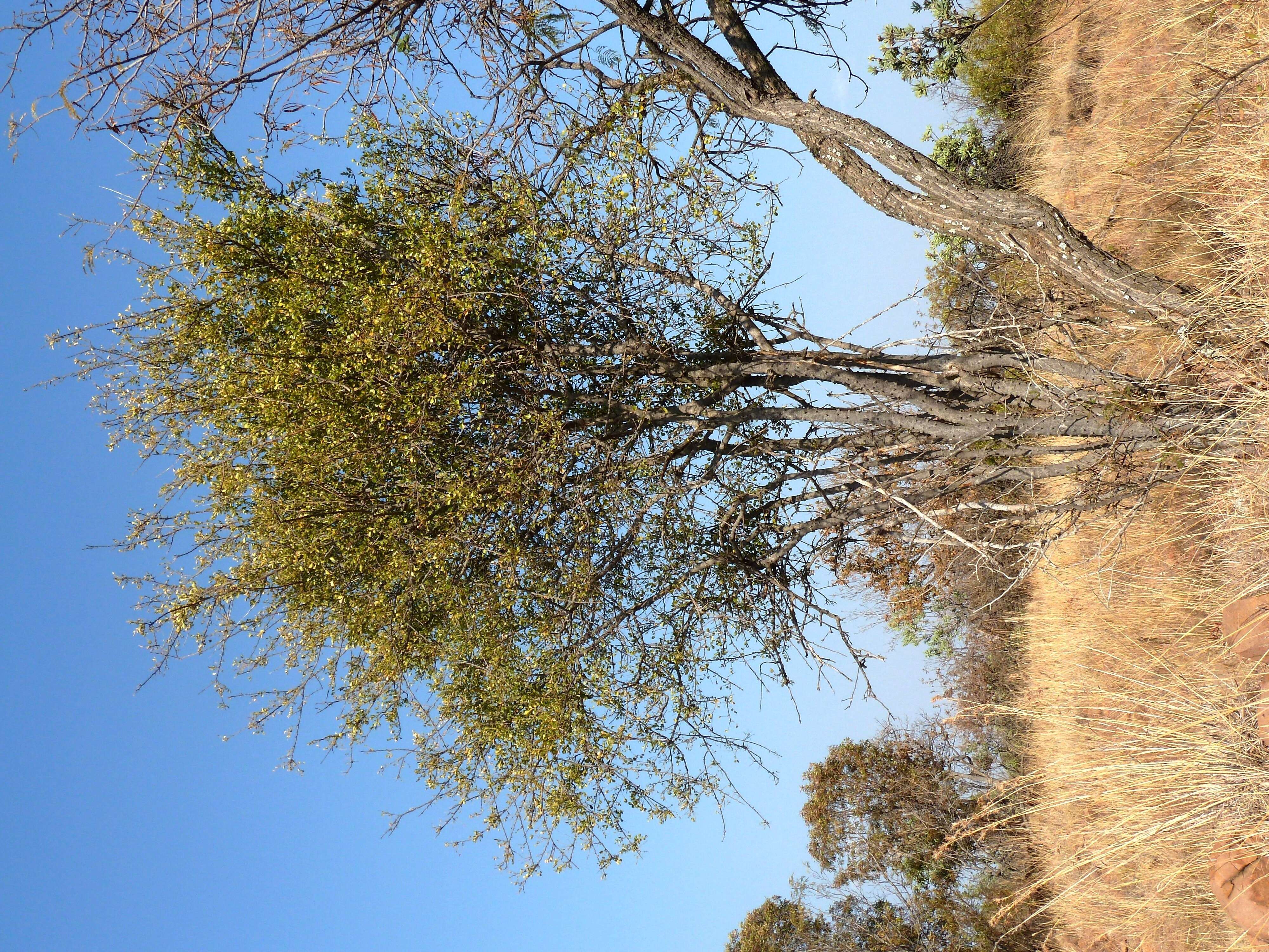 Zanthoxylum capense (Thunb.) Harv. resmi