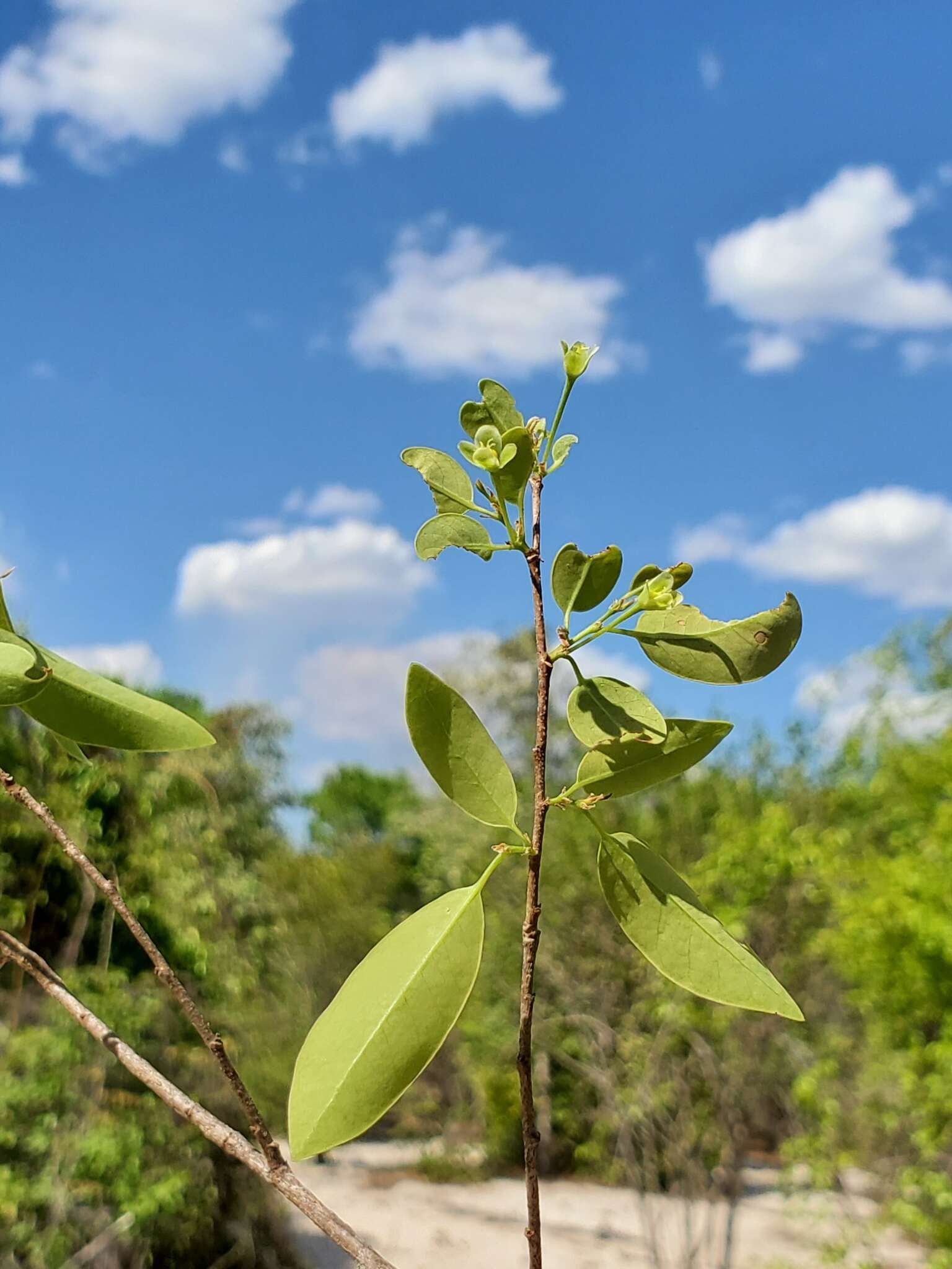 Image of Margaritaria anomala (Baill.) Fosberg