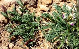 صورة Astragalus naturitensis Payson