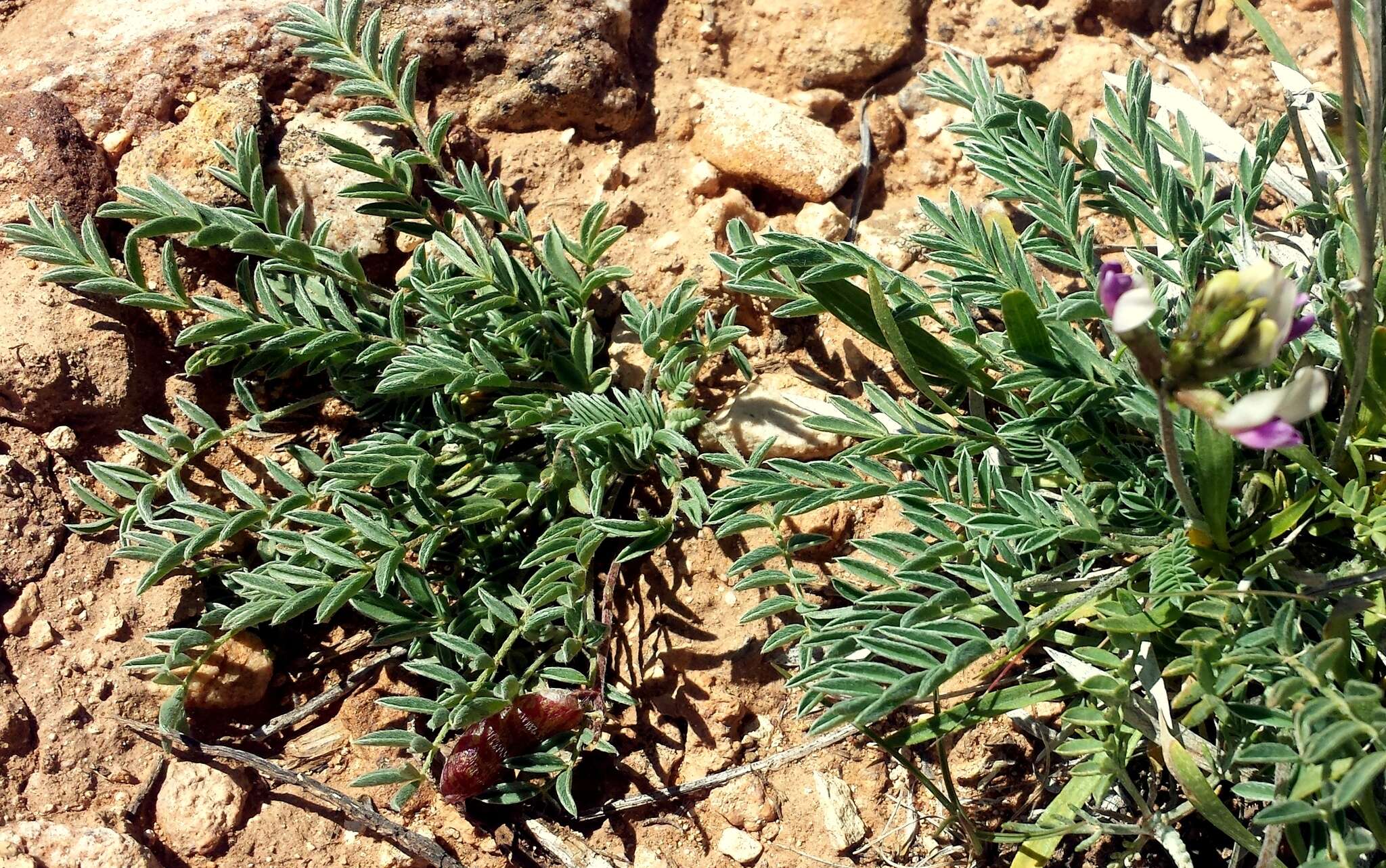 صورة Astragalus naturitensis Payson