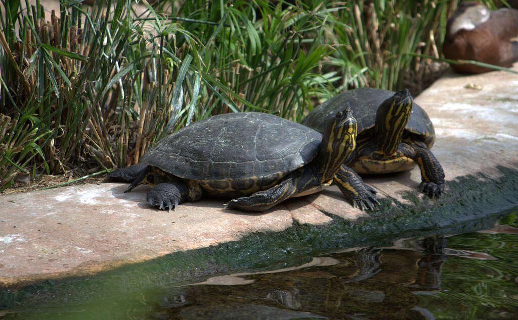 Image of yellow-bellied slider