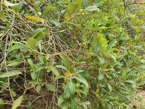 Imagem de Salix pedicellata Desf.