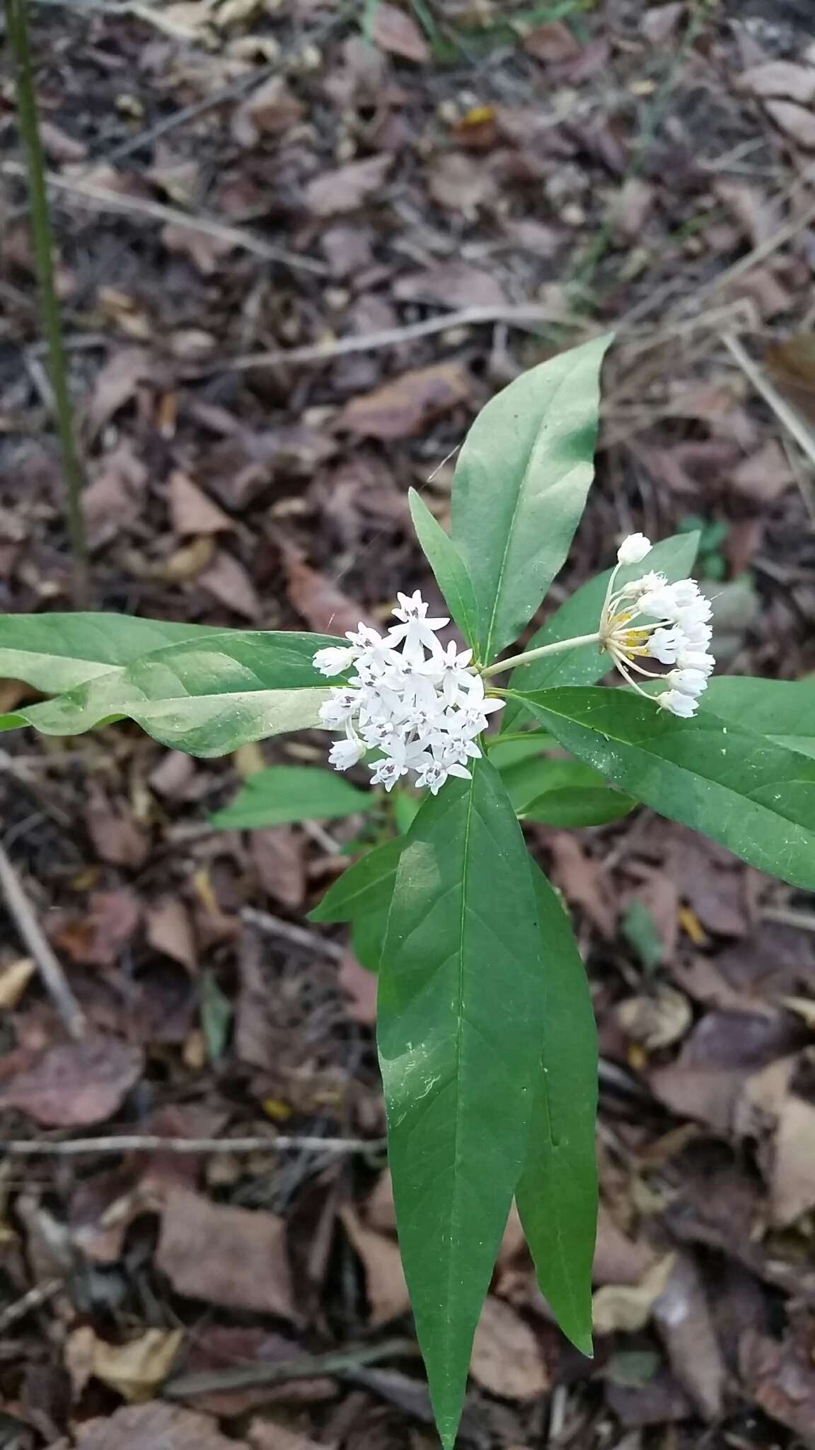 Imagem de Asclepias perennis Walt.