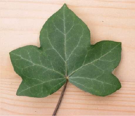 Image of English ivy