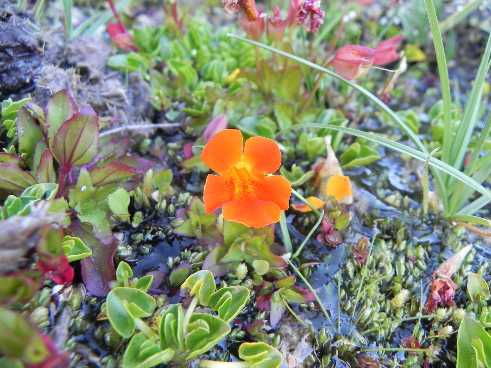 Image of Erythranthe cuprea (Dombrain) G. L. Nesom