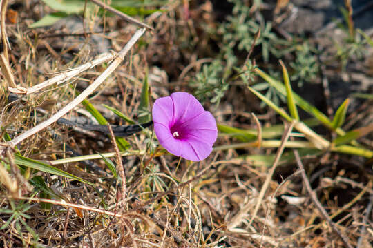 Imagem de <i>Ipomoea <i>ternifolia</i></i> var. ternifolia