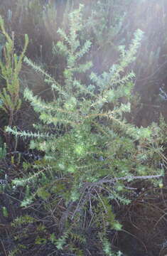 Image of Cliffortia ilicifolia var. cordifolia (Lam.) Harv.