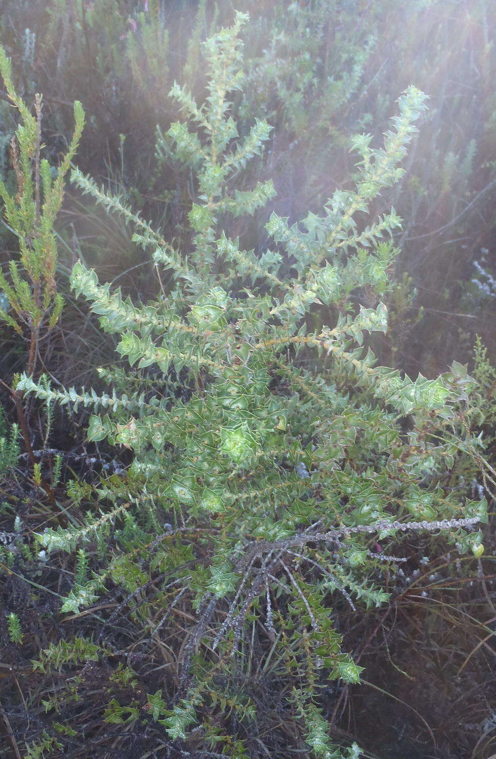 Image of Cliffortia ilicifolia var. cordifolia (Lam.) Harv.