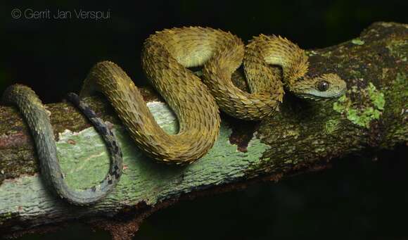 Image de Atheris hispida Laurent 1955