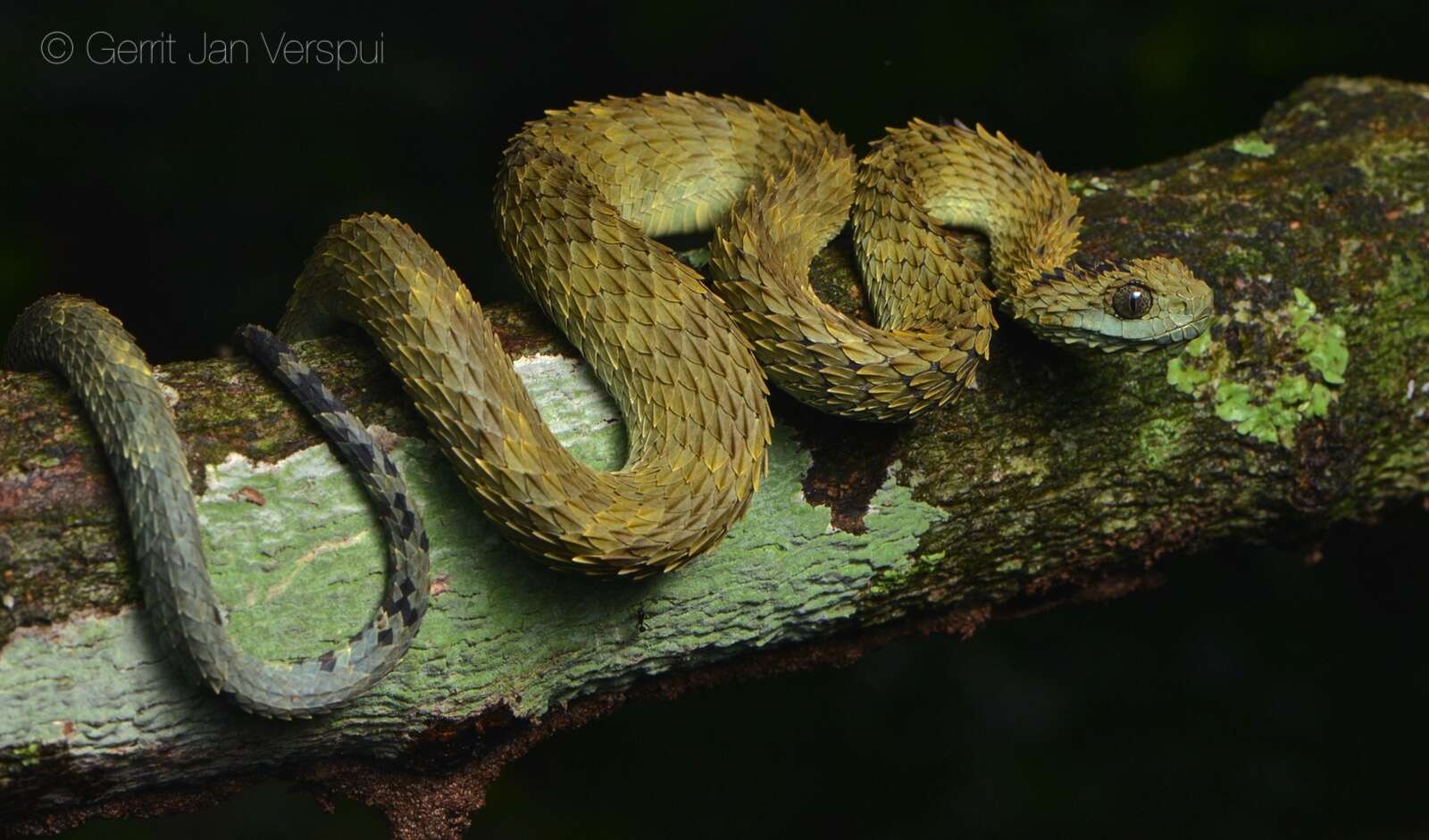 Sivun Atheris hispida Laurent 1955 kuva