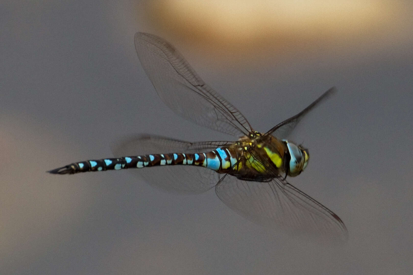 Image of Migrant Hawker